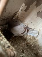 Meerdere leeftijden, Dieren en Toebehoren