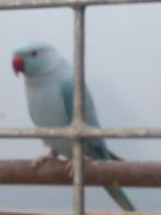 Halsbandparkiet koppel, Dieren en Toebehoren