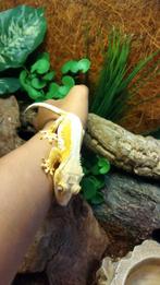 Mooie lily white wimpergekko vrouw, Hagedis, Tam, 0 tot 2 jaar