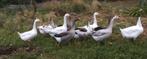 Jonge ganzen, Dieren en Toebehoren, Pluimvee, Meerdere dieren, Gans of Zwaan