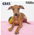 "Millie&Marie" Italiaanse Windhond pups te koop (Belgisch), Dieren en Toebehoren, Honden | Windhonden, België, 15 weken tot 1 jaar