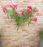 Oleander op stam, Tuin en Terras, Planten | Tuinplanten, Ophalen