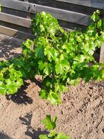 vigne vinis vitifera, Jardin & Terrasse, Plantes | Arbres fruitiers, En pot, Printemps, Autres espèces, 100 à 250 cm
