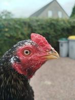 Een zeel, Dieren en Toebehoren