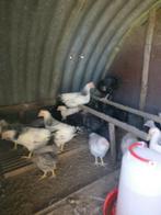 Legkippen sussex, Dieren en Toebehoren, Pluimvee, Kip