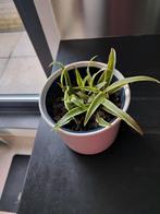 Grasslily dans un pot décoratif, Enlèvement ou Envoi