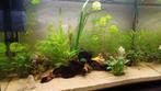 Aquarium als nieuw, Dieren en Toebehoren, Ophalen of Verzenden, Zo goed als nieuw