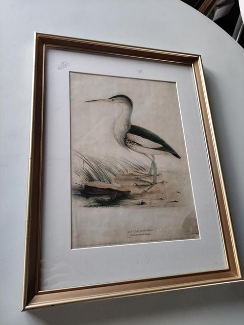 Zeer oude litho :  kleine reiger WOUDAAP, Antiek en Kunst, Kunst | Litho's en Zeefdrukken, Ophalen of Verzenden