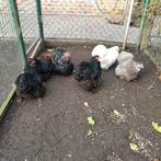 Cochin krielen, Dieren en Toebehoren, Pluimvee
