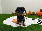 Nestje Standaard Teckel pups