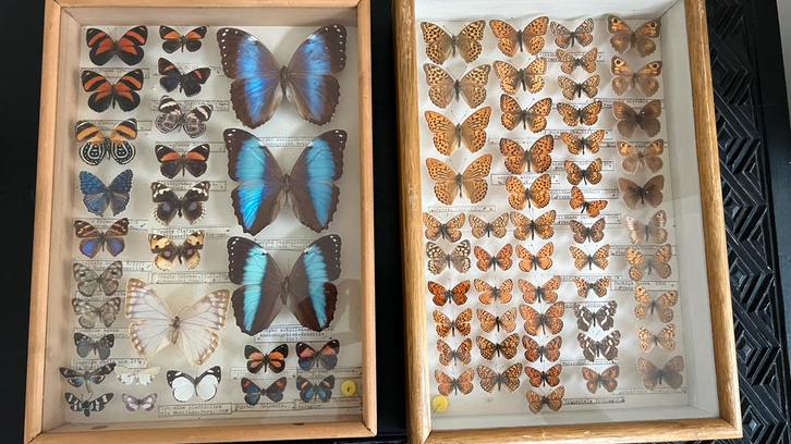 Vlinderverzameling 60 boxen, Verzamelen, Complete verzamelingen en Collecties, Ophalen