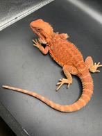 Pogona man het hypo het trans, Dieren en Toebehoren, Hagedis, 0 tot 2 jaar