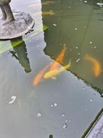 verkoop koi vijver wegens verhuis, Animaux & Accessoires, Poissons | Poissons d'étang, Carpe ou Koï