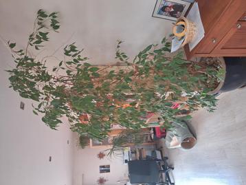 Très grand ficus  beschikbaar voor biedingen