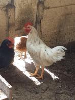 jonge haan van legkippen, Dieren en Toebehoren, Pluimvee
