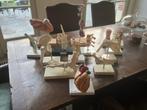verzameling replica botten en organen  voor onderwijs, 13 st, Ophalen of Verzenden, Zo goed als nieuw