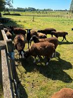 Zwartbles ooien