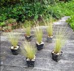 Stipa tenuissima ‘Ponytails’ of vedergras, Tuin en Terras, Ophalen