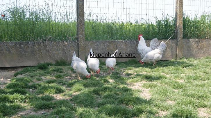 cream legbar opal broedeieren, Animaux & Accessoires, Volatiles, Poule ou poulet, Sexe inconnu