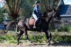 7 jarige merrie, Animaux & Accessoires, Chevaux, Jument