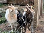 3 geiten, Animaux & Accessoires, Moutons, Chèvres & Cochons, Femelle, Chèvre, 0 à 2 ans