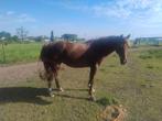 Braaf rijpaard, Dieren en Toebehoren