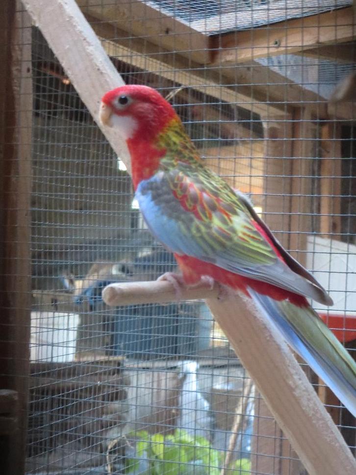 Parkiet, Dieren en Toebehoren, Vogels | Parkieten en Papegaaien, Parkiet