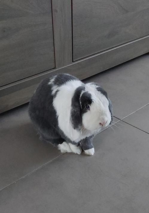 Lapin bélier nain gris/blanc âgé de 3 ans mâle castré, Dieren en Toebehoren, Konijnen, Dwerg, Mannelijk, 3 tot 5 jaar, Hangoor
