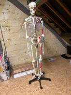 Anatomisch skelet mr. Muscles, Diversen, Ophalen, Nieuw
