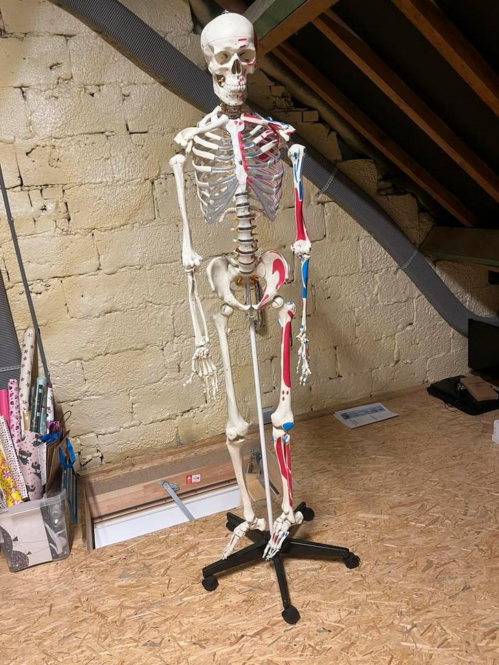 Anatomisch skelet mr. Muscles, Diversen, Schoolbenodigdheden, Nieuw, Ophalen
