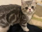 kittens Exotic korthaar met stamboom 🇧🇪, Dieren en Toebehoren, Katten en Kittens | Raskatten | Korthaar, Meerdere dieren, Gechipt