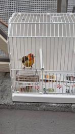 distelvink, Dieren en Toebehoren, Vogels | Kanaries, Mannelijk