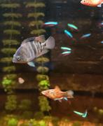 Sajica cichlide. Een jonge vredelievende cichlide, Dieren en Toebehoren, Vissen | Aquariumvissen