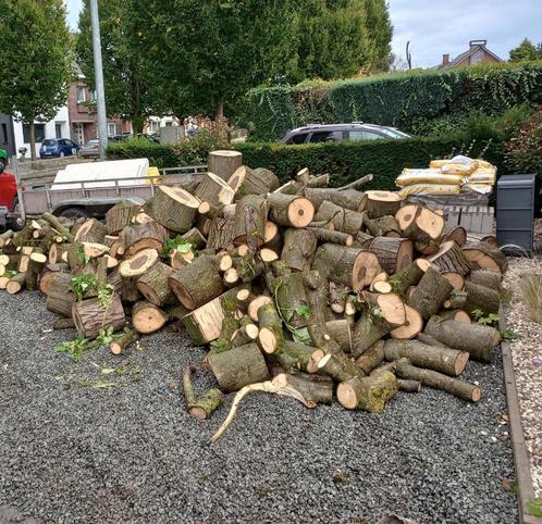 hout notenboom, Tuin en Terras, Brandhout, Stammen, Overige houtsoorten, 6 m³ of meer, Ophalen