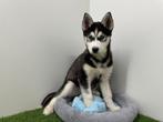 Chiots Husky de Sibérie, Animaux & Accessoires, Hépatite contagieuse (maladie de Rubarth), Plusieurs, Chien de traîneau, Belgique