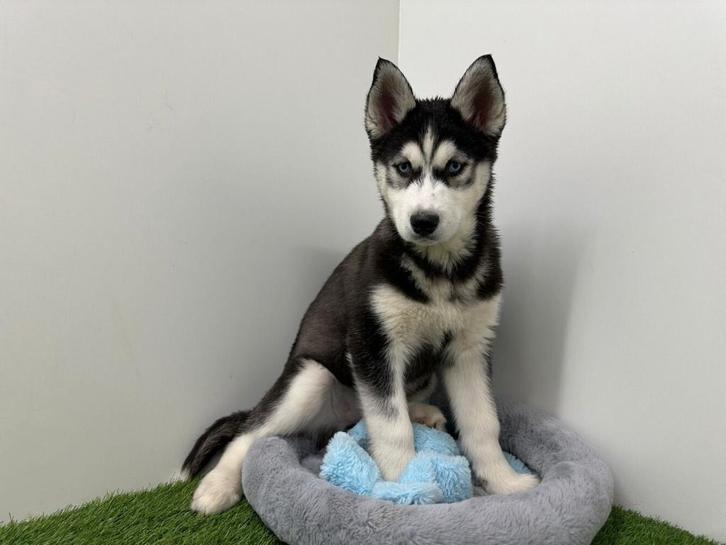 Chiot Adolescent Husky de Sibérie, Animaux & Accessoires, Chiens | Huskys, Loulous & Types primitifs, Chienne, Chien de traîneau