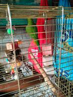 Halsband parkiet, Perruche