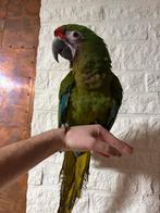 Soldaten ara, Dieren en Toebehoren, Vrouwelijk, Papegaai, Geringd