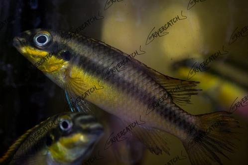 Pelvicachromis pulcher 'Ndonga' F1, Dieren en Toebehoren, Vissen | Aquariumvissen, Zoetwatervis, Vis