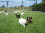 Mini maltezer pups bij ELITE FOKKER echte hondenliefhebber, CDV (hondenziekte), Meerdere, Maltezer, 8 tot 15 weken