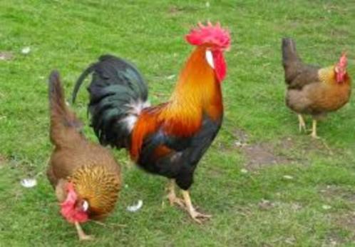 Legkippen Leghorn Goudpatrijs - Bel: 0472/51.09.71, Dieren en Toebehoren, Pluimvee, Kip