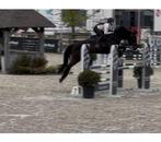 Sjieke zwarte merrie springen - 2019, Dieren en Toebehoren, Paarden, Merrie