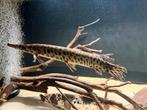 Florida gar 50cm, Dieren en Toebehoren, Vissen | Aquariumvissen, Vis, Zoetwatervis