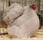 Cochinkriel parelgrijs kuikens 2025, Meerdere dieren, Kip
