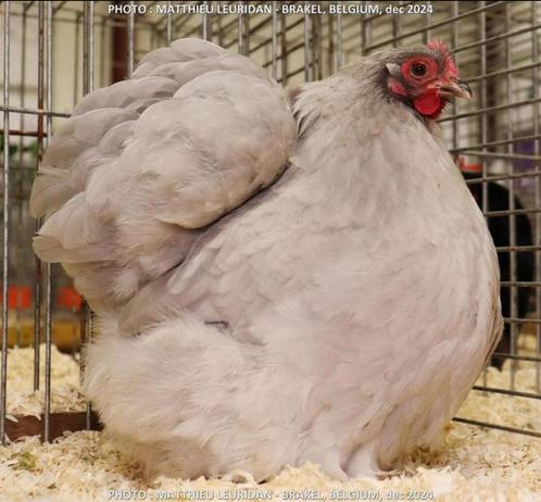 Cochinkriel parelgrijs kuikens 2025, Dieren en Toebehoren, Pluimvee, Kip, Meerdere dieren