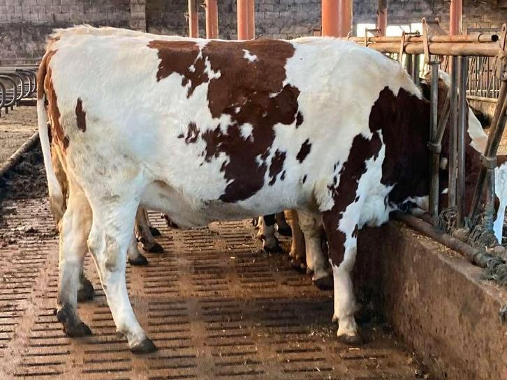 Beste roodbonte hoogdrachtige vaars, Dieren en Toebehoren, Runderen, Vrouwelijk, 0 tot 2 jaar