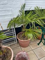 Palmboom (winterhard), Tuin en Terras, Ophalen, Palmboom