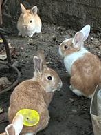 Super schattige dwergkonijnen, Dieren en Toebehoren, Konijnen, Meerdere dieren, Dwerg, 0 tot 2 jaar