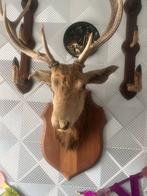 Tête de cerf marron porte fusil, Collections, Collections Animaux, Enlèvement, Utilisé, Cerf, Bois ou Tête