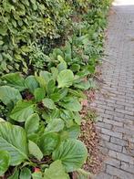 PROMOTIE - Bergenia´s - hosta´s - schoenmakersplanten, Tuin en Terras, Ophalen